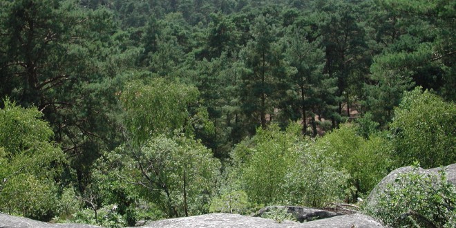 Forêt de Fontainebleau