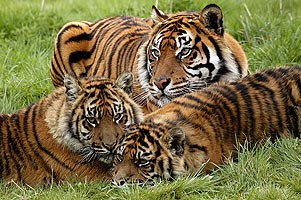Tigres au Parc des Félins